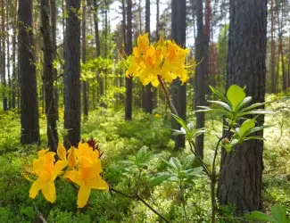 Зображення для оголошення Рододедрон жовтий