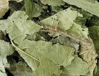 Зображення для оголошення Куплю листя ожини