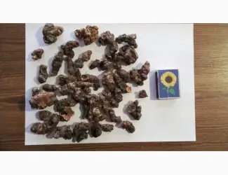 Зображення для оголошення Купим сухой корень кульбабы