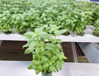 Зображення для оголошення Продам салати та зелень цілий рік (гідропоніка)