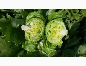 Зображення для оголошення Продам салат Айсберг