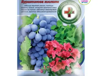 Зображення для оголошення Бурштинова кислота