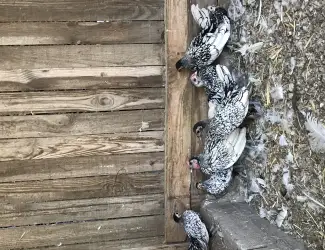 Зображення для оголошення Кури сібрайти