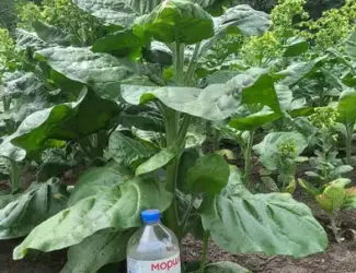 Зображення для оголошення Продам махорку зеленую