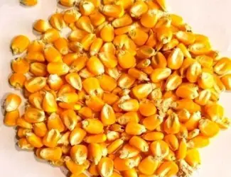 Зображення для оголошення Кукурудза кормова в мішках