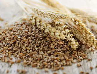 Зображення для оголошення Продам зерно тритікале