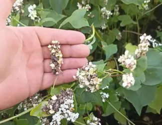 Зображення для оголошення Продам насіння гречки