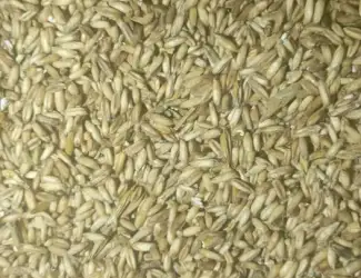 Зображення для оголошення Продам овес голозерний