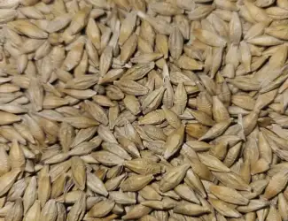 Зображення для оголошення Продам Насіння Ярого Ячменю, Овесу, Соняшника