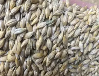 Зображення для оголошення Продам насіння ячмінь Себастіан пивоварний