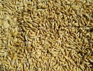 Зображення для оголошення Продам товарний та посівний ячмінь,пивоварні сорт