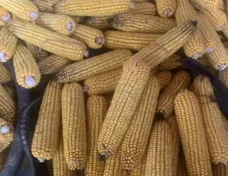 Зображення для оголошення Продам кукурудзу в качанах
