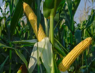 Зображення для оголошення Продам кукурудзу в качанах