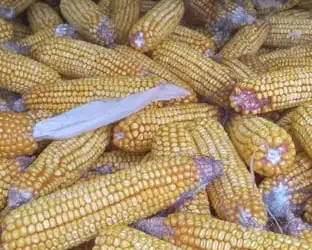 Зображення для оголошення Кукурудза в качанах