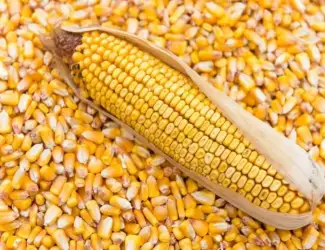 Зображення для оголошення Продам кукурудзу