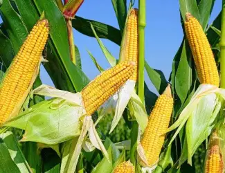 Зображення для оголошення Купимо відходи кукурудзи по першій формі