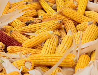 Зображення для оголошення Купляємо самовивозом мертві відходи кукурудзи