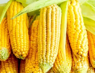 Зображення для оголошення Куплю кукурудзу або відходи від кукурудзи.