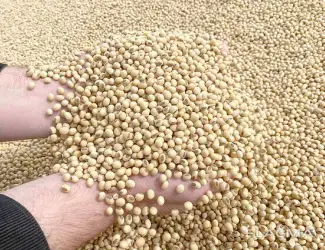 Зображення для оголошення Закупка сої (половинки), відходів кукурудзи.
