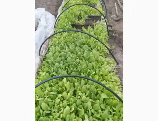 Зображення для оголошення Продам розсаду тютюну