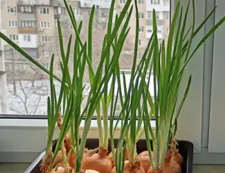 Зображення для оголошення Лук перо , зелена цибуля