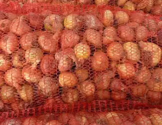 Зображення для оголошення Продам Штутгарт суходолье цибуля на перо
