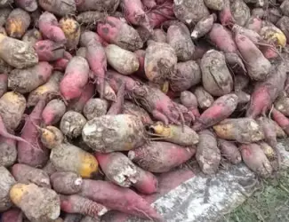 Зображення для оголошення Продам кормовий буряк