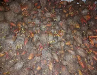 Зображення для оголошення Продам кормовий буряк