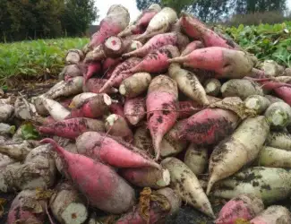 Зображення для оголошення Продам великі кормові буряки
