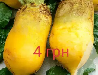 Зображення для оголошення Продам кормовий буряк ,моркву,картоплю та часник
