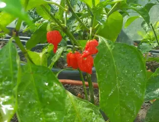 Зображення для оголошення Перець гострий Carolina Reaper
