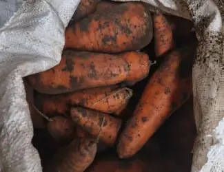Зображення для оголошення Продам моркву опт і роздріб на переробку