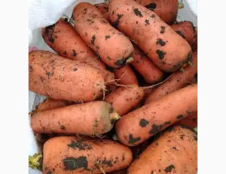 Зображення для оголошення Куплю моркву на переробку