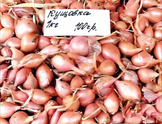 Зображення для оголошення Озима цибуля на посадку Кущовка – гарна схожість