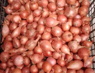 Зображення для оголошення Продам українську цибулю кущівку (шалот)/Кущовка