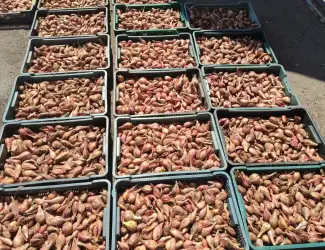 Зображення для оголошення Продам цибулю кущівку, шалот
