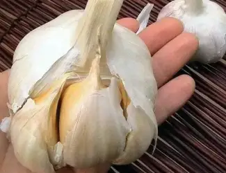 Зображення для оголошення Рокамболь (цибуля - часник на посадку) , 0,2 кг