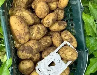 Зображення для оголошення Картопля на посадку Корінна, кг