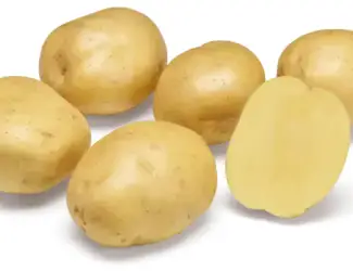 Зображення для оголошення Картопля на посадку Твістер 2,5 кг ,1 репродукція