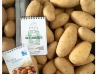 Зображення для оголошення Насіннєва картопля Гранада 2,5 кг (1 репродукція)