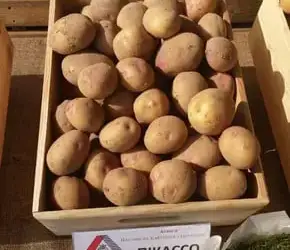 Зображення для оголошення Насіннєва картопля Пікассо 2,5 кг (1 репродукція)