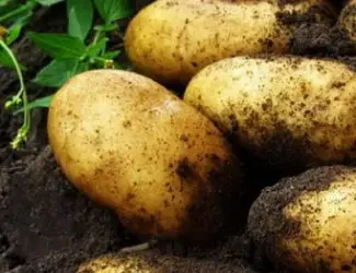 Зображення для оголошення Картофель "Гранада" семенной среднеспелый