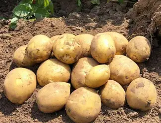 Зображення для оголошення Картопля на посадку Сорая, 90-110 днів
