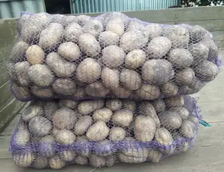 Зображення для оголошення Продам картоплю сорт санте, конект, лабела.