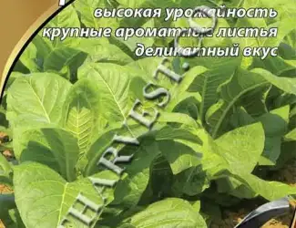 Зображення для оголошення Насіння тютюну "Вірджинія 201" 0.1 г