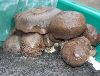 Зображення для оголошення Блоки грибов Королевская вешенка