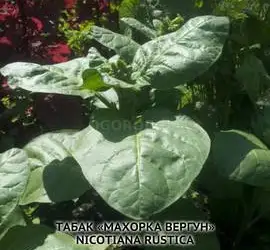 Зображення для оголошення Насіння тютюну «Махорка Вергун», - 3000 насінин