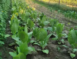 Зображення для оголошення Насіння тютюну вірджинія гавана