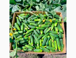 Зображення для оголошення Продам грунтовий огірок