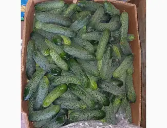 Зображення для оголошення Продам огірок опт